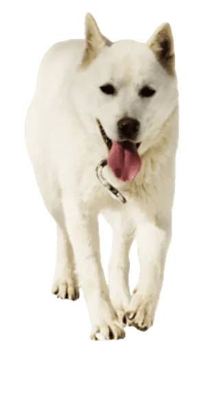 Korea Jindo Dog
