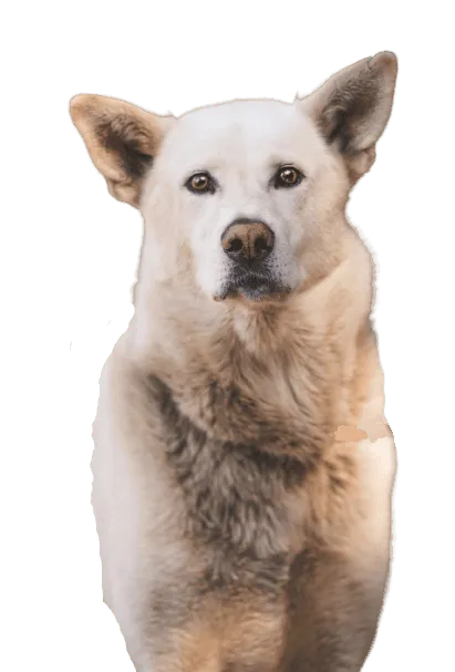 Korea Jindo Dog Bild