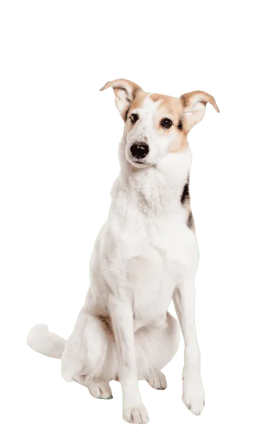 Kurzhaarcollie Bild