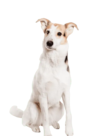 Bild für Kurzhaarcollie