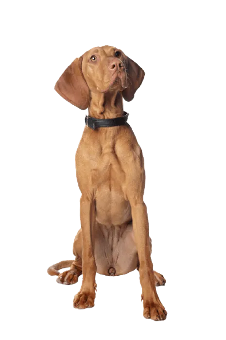 Kurzhaariger Ungarischer Vorstehhund