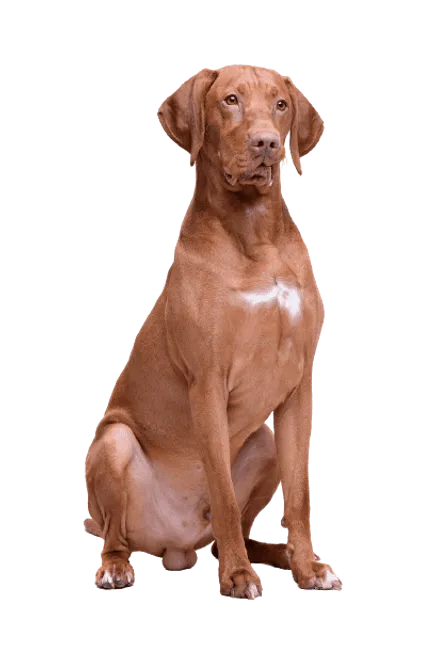 Kurzhaariger Ungarischer Vorstehhund