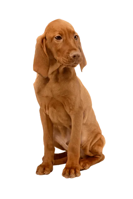 Kurzhaariger Ungarischer Vorstehhund