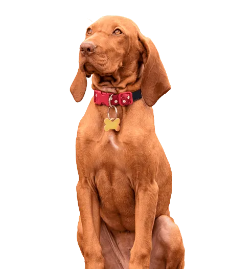 Bild für Kurzhaariger Ungarischer Vorstehhund