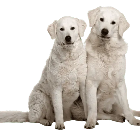 Kuvasz