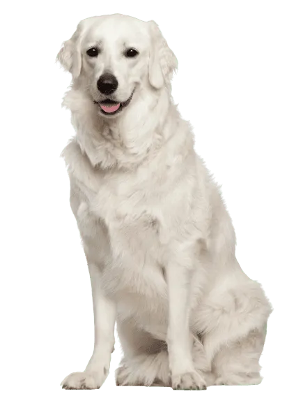 Kuvasz
