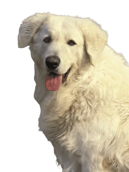 Bild für Kuvasz