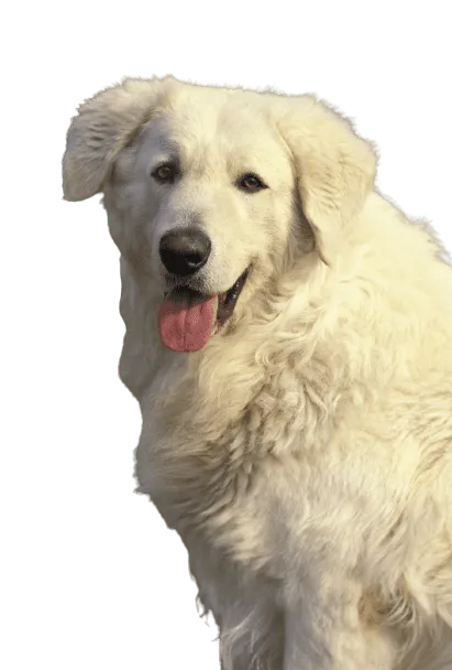 Kuvasz Bild