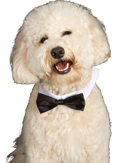 Labradoodle Profile