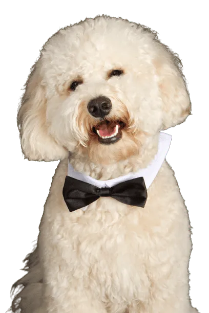 Labradoodle Profile