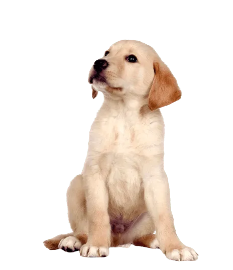 Labrador Retriever Puppy