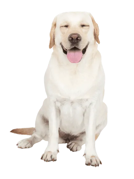 Labrador Retriever 4