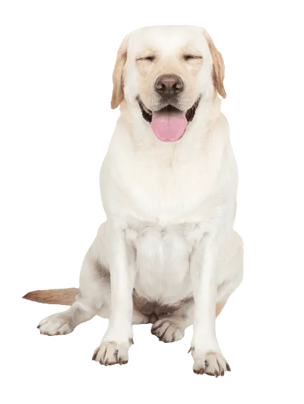 Labrador Retriever 4