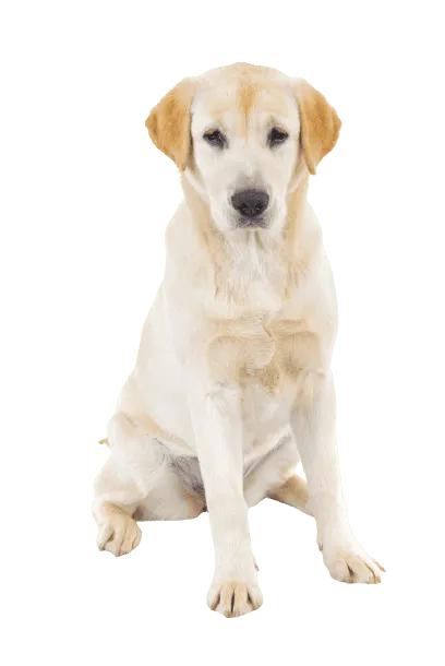 Labrador Retriever Adult