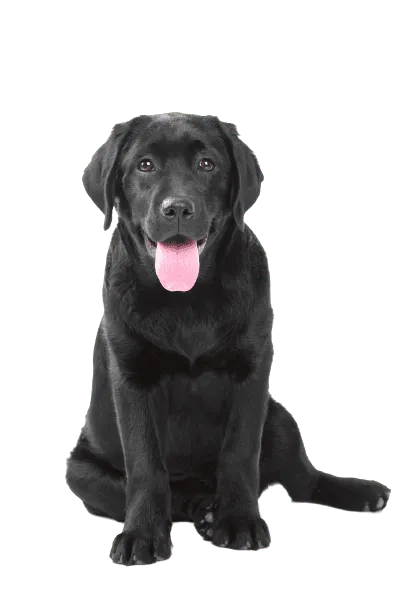 Labrador Retriever (3)