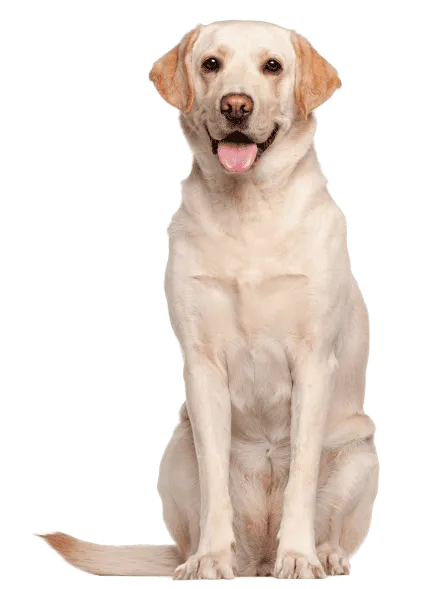 Labrador Retriever 7