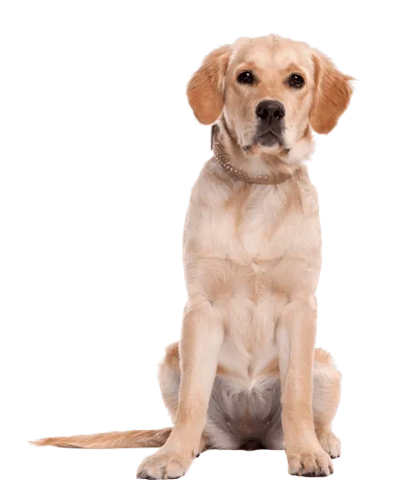 Bild für Labrador Retriever