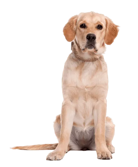 Labrador Retriever Bild