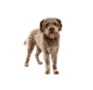 Lagotto Romagnolo (2)