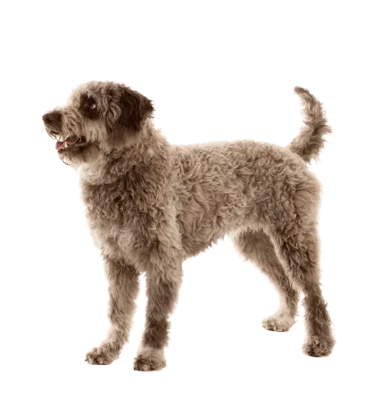 Lagotto Romagnolo (6)