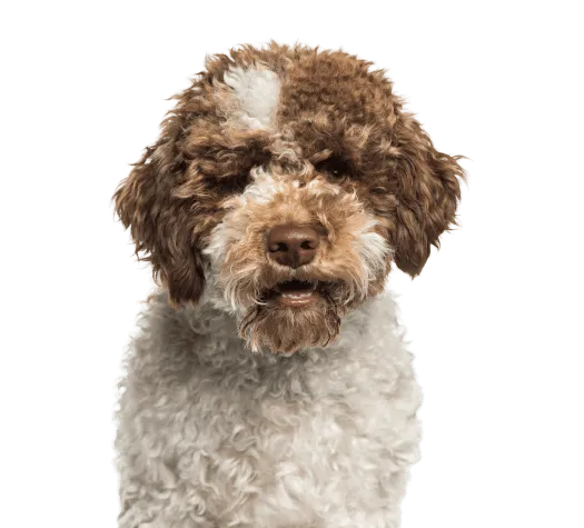 Lagotto Romagnolo Bild