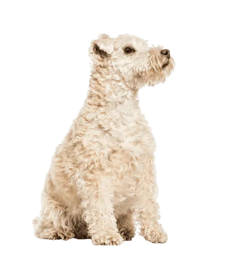Lakeland Terrier