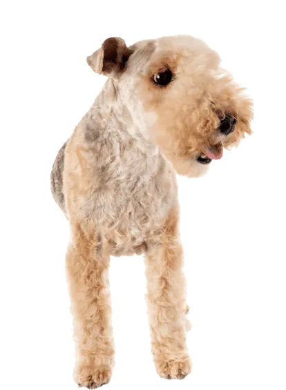 Lakeland Terrier