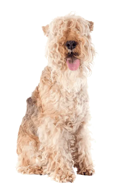 Lakeland Terrier