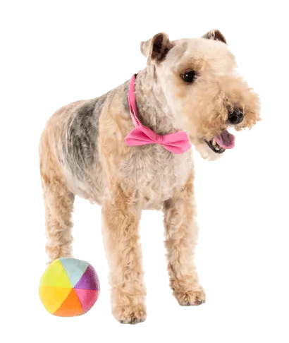 Lakeland Terrier