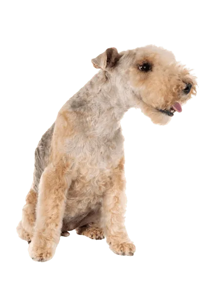 Lakeland Terrier