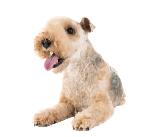 Lakeland Terrier Bild