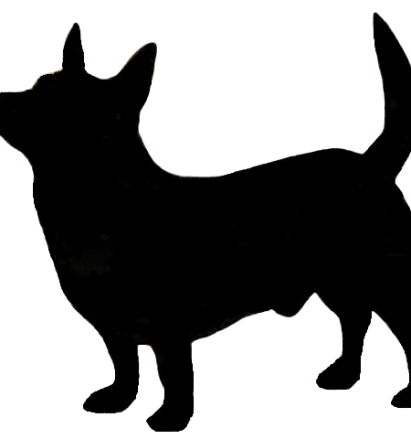 Bild für Lancashire Heeler