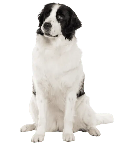 Bild für Landseer