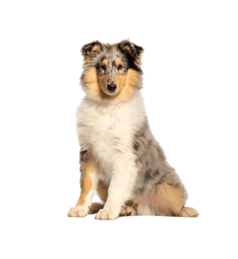 Langhaarcollie
