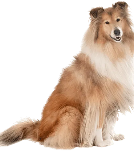 Langhaarcollie