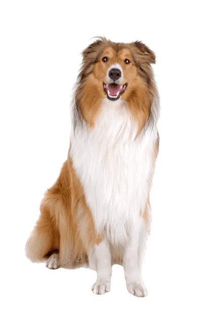 Langhaarcollie Bild