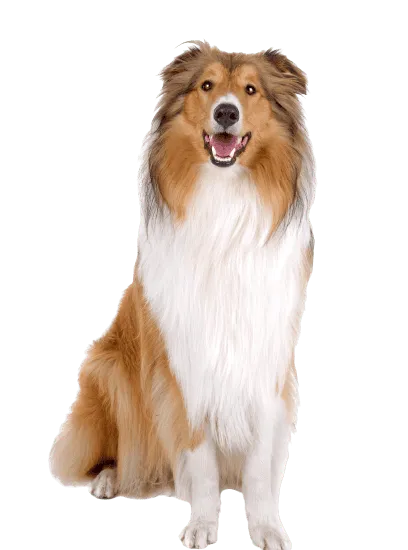 Bild für Langhaarcollie