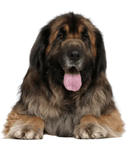 Bild für Leonberger