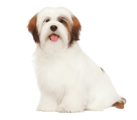 Lhasa Apso (4)