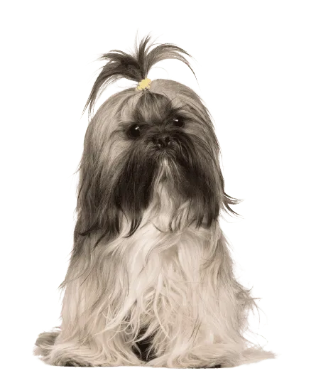 Lhasa Apso (3)
