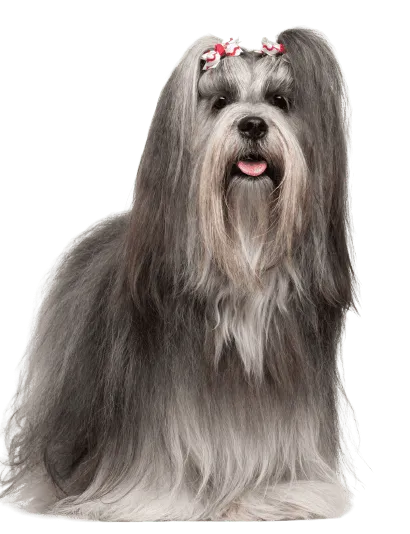 Lhasa Apso (6)