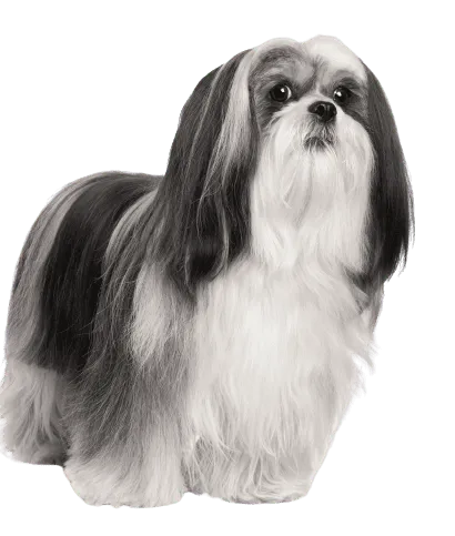 Lhasa Apso (5)