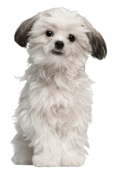 Lhasa Apso (7)