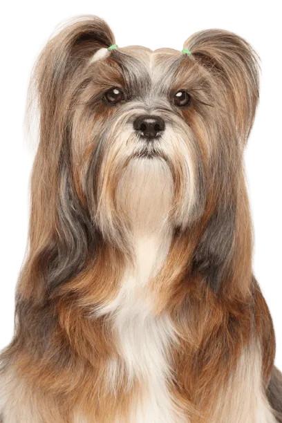 Lhasa Apso Bild