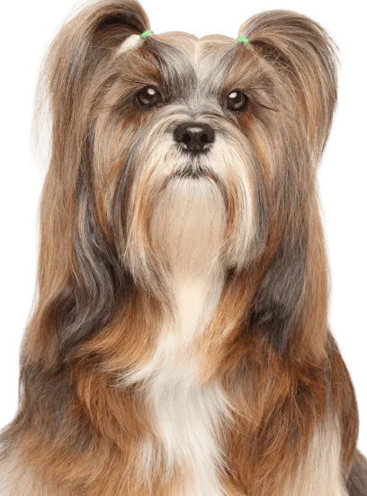Bild für Lhasa Apso