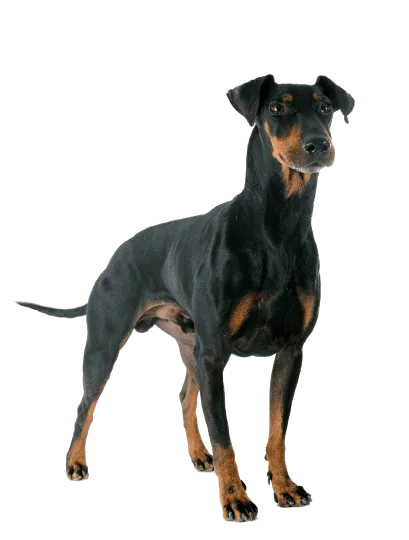 Manchester-Terrier-5