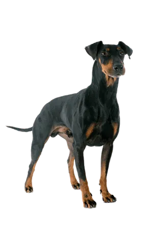Manchester-Terrier-5