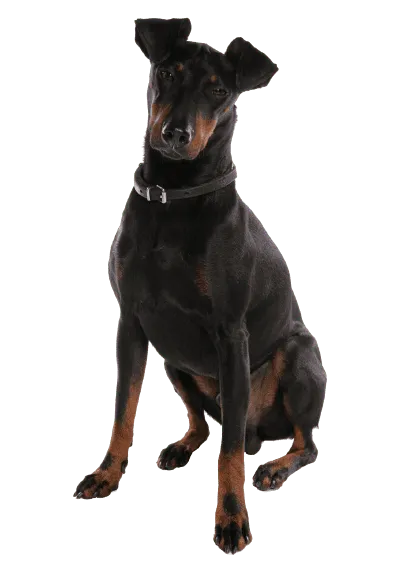 Manchester-Terrier-1