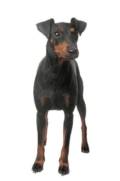 Manchester-Terrier-2