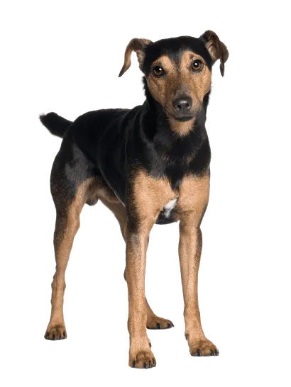 Manchester-Terrier-3